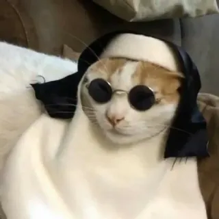 🌙 Katze, Sonnenbrille, süß, Tier, Haustier, lustig, Meme telegram sticker
