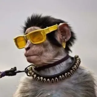 🐒 scimmia, animale, occhiali da sole, collare, orecchino telegram sticker