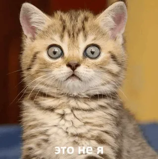 😳 это не я แมว, ลูกแมว, สัตว์เลี้ยง, สัตว์, น่ารัก, มีม telegram sticker