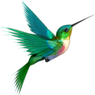 🌺 Kolibri, Vogel, Natur, Tier, fliegend, farbenfroh, Wildtier whatsapp sticker