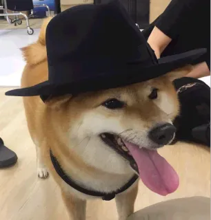 👒 chien, shiba inu, chapeau, animal de compagnie, animal, mignon, drôle, fedora telegram sticker