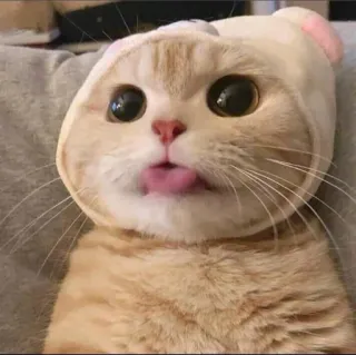 🌟 gato, animal, mascota, lindo, lengua, gatito telegram sticker
