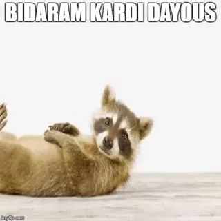 ☹ BIDARAM KARDI DAYOUS mapache, animal, meme, divertido, tumbado whatsapp sticker