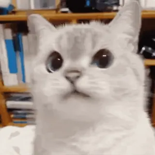 🐱 gato, animal, lindo, mascota, gatito, felino telegram sticker