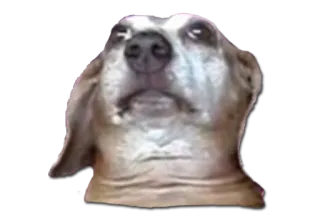 🙇 dog, animal, pet, meme telegram sticker