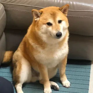🏷 chó, shiba inu, dễ thương, động vật, thú cưng, vật nuôi telegram sticker