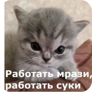 😤 Работать мрази, работать суки кот, злой, русский, обидный telegram sticker