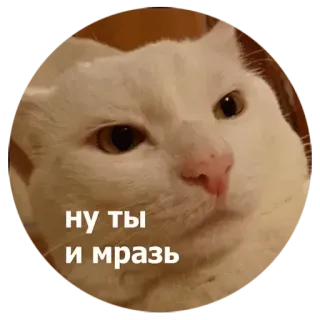 ✳️ ну ты и мразь cat, offensive, meme whatsapp sticker