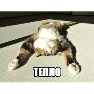 ☀ ТЕПЛО gato, sol, cálido, durmiendo, relajante telegram sticker