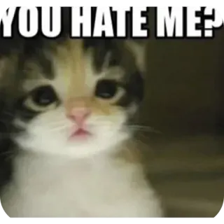 🥲 YOU HATE ME? kucing, anak kucing, meme, sedih, benci, hewan telegram sticker