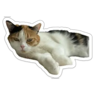 Ocelot telegram stickers