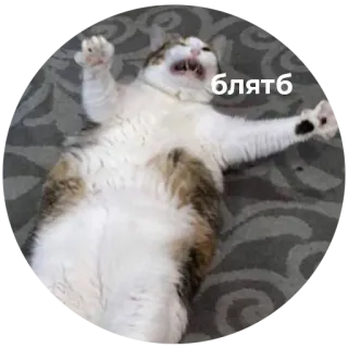 🤯 Блять kat, schreeuwen, russisch, scheldwoord, boos whatsapp sticker