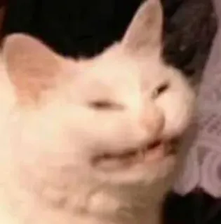 👀 gato, meme, animal, engraçado, animal de estimação, expressão, gato branco telegram sticker