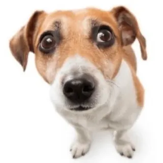 😰 dog, puppy, animal, pet, cute, jack russell terrier telegram sticker
