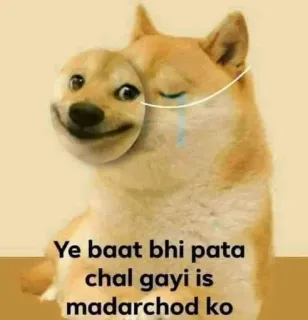😏 Ye baat bhi pata chal gayi is madarchod ko pies, mem, smutny, płacz, obraźliwy, hindi, tekst telegram sticker