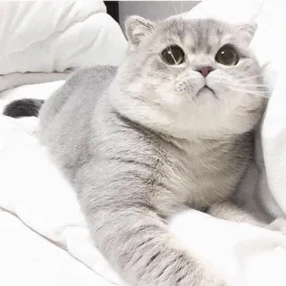 🐈 แมว, น่ารัก, สัตว์เลี้ยง, สัตว์, สีเทา, สก็อตติชโฟลด์ telegram sticker