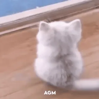 🙂 AGM gatto, gatto bianco, camminando, animale telegram sticker