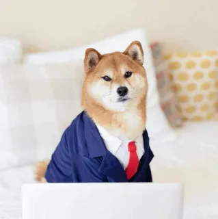 🐕 개, 정장, 넥타이, 컴퓨터, 시바견, 비즈니스 강아지 whatsapp sticker