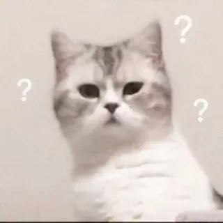 🤍 Katze, Frage, verwirrt, denken telegram sticker