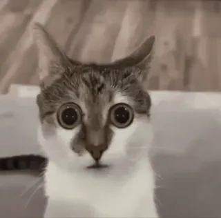😧 cat whatsapp sticker