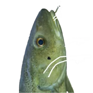 👉 fish, animal, sea, fishing, food, wildlife whatsapp sticker