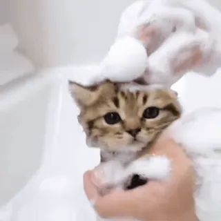 🛁 kat, kitten, bad, bubbels, schattig, dier, huisdier telegram sticker