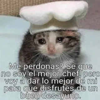 😭 Me perdonas? Se que
no soy el mejor chef, pero
voy a dar lo mejor de mi
para que disfrutes de un
buen desayuno. kucing, koki, maaf, sarapan, imut, anak kucing telegram sticker