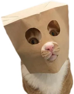 🤖 cat, paper bag, funny, animal, pet, disguise telegram sticker