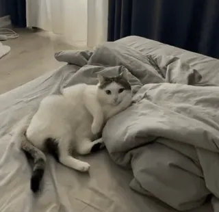 🤭 cat, domestic animal, pet, bedroom, bed, animal telegram sticker