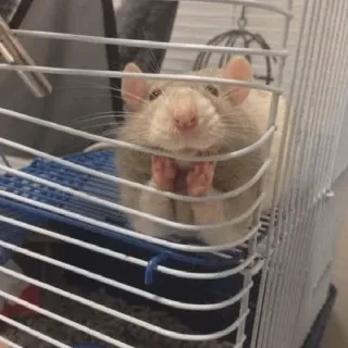 rato meme telegram stickers