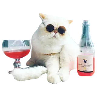 🥂 Meow & Chandon
PETINSKY
Rosé cat, wine, rose, sunglasses, pet, alcohol, bottle telegram sticker
