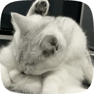 🤢 猫, 清洁, 白色, 动物, 可爱 telegram sticker
