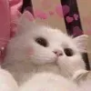 🐈