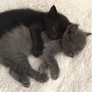 ❤️ gattini, gatti, dormire, animali, animali domestici, carino, gatto nero, gatto grigio telegram sticker