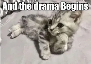 😂 And the drama Begins gato, drama, meme, engraçado, fofo, gatinho, humor telegram sticker