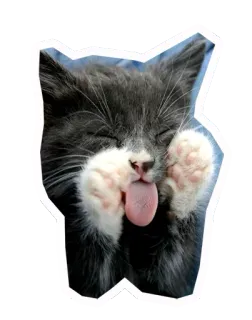 😝 แมว, ลูกแมว, สัตว์, น่ารัก, ตลก, สัตว์เลี้ยง, แมวบ้าน, สัตว์เลี้ยงลูกด้วยนม telegram sticker