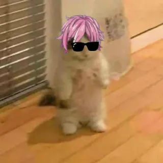 🍄 猫, 太阳镜, 粉色头发, 搞笑, 表情包 whatsapp sticker