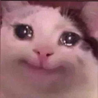 😩 gato, meme, llorando, triste, animal telegram sticker