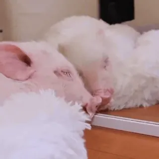 🐽 whatsapp sticker