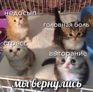 🤍 недосып
головная боль
стресс
выгорание
мы вернулись gatinho, gato, meme, engraçado, sonolento, estresse, burnout telegram sticker
