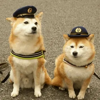 🐕 시바견, 개, 동물, 모자, 유니폼, 귀여운 whatsapp sticker