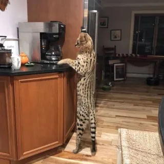 ☕️ Serval, Katze, Haustier, Küche, Kaffeemaschine, Arbeitsplatte, Große Katze whatsapp sticker