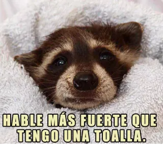 🗣 HABLE MÁS FUERTE QUE TENGO UNA TOALLA. rakun, handuk, hewan, lucu, kocak, teks whatsapp sticker