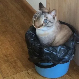 выпукиваем котов @voop_cats whatsapp stickers