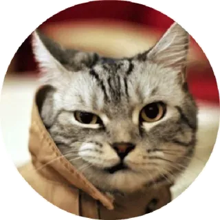 😟 chat, animal de compagnie, animal, mignon, sweat à capuche telegram sticker