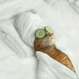 🐈 고양이, 스파, 휴식, 오이, 수건, 미용, 동물 telegram sticker