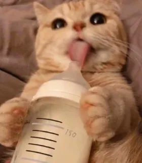 😺 gato, gatinho, garrafa, leite, fofo, animal, animal de estimação whatsapp sticker