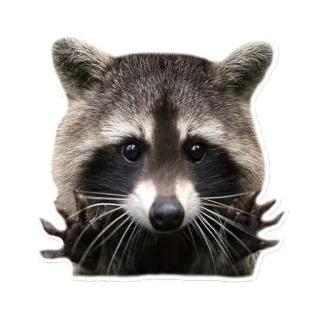 👐 raccoon, animal, cute, wildlife, mammal telegram sticker
