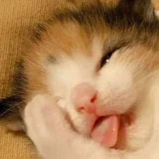 😜 chat, chaton, animal, animal de compagnie, mignon, langue whatsapp sticker