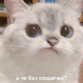 🥲 а че без сердечка? แมว, มีม, น่ารัก, เศร้า, คำถาม telegram sticker
